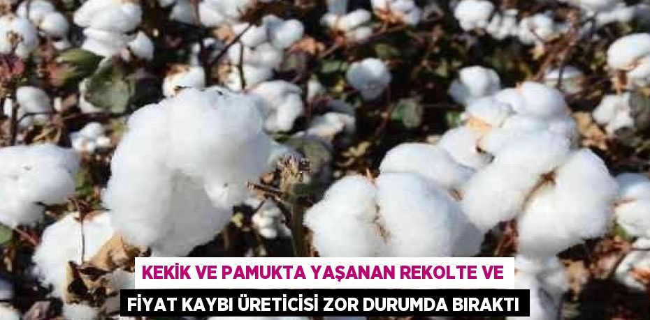 KEKİK VE PAMUKTA YAŞANAN REKOLTE VE FİYAT KAYBI ÜRETİCİSİ ZOR DURUMDA BIRAKTI