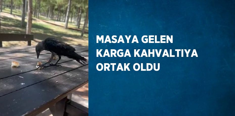 MASAYA GELEN KARGA KAHVALTIYA ORTAK OLDU