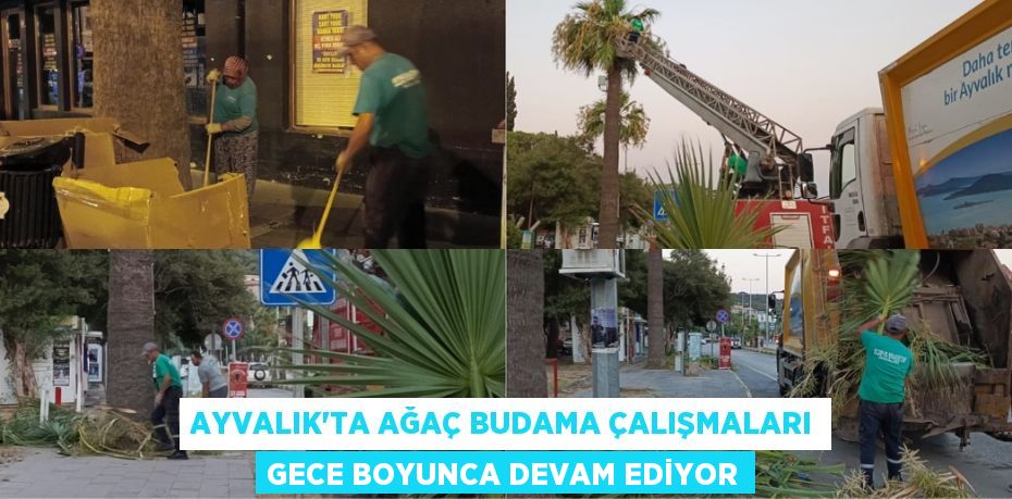 Ayvalık’ta Ağaç Budama Çalışmaları Gece Boyunca Devam Ediyor
