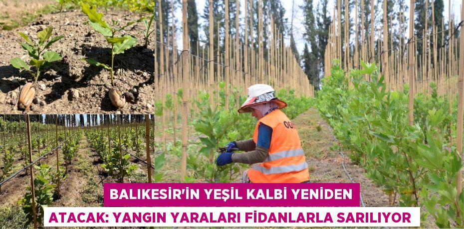 Balıkesir'in Yeşil Kalbi Yeniden Atacak: Yangın Yaraları Fidanlarla Sarılıyor