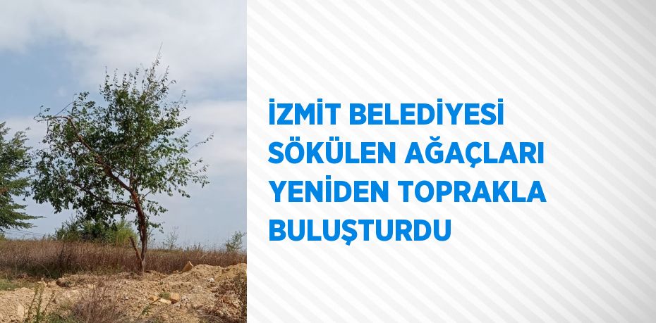 İZMİT BELEDİYESİ SÖKÜLEN AĞAÇLARI YENİDEN TOPRAKLA BULUŞTURDU