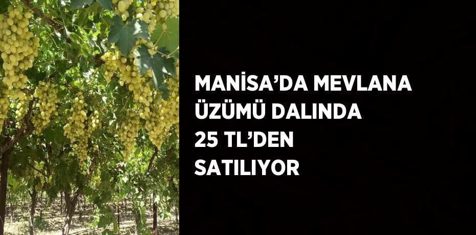 MANİSA’DA MEVLANA ÜZÜMÜ DALINDA 25 TL’DEN SATILIYOR