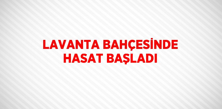 LAVANTA BAHÇESİNDE HASAT BAŞLADI