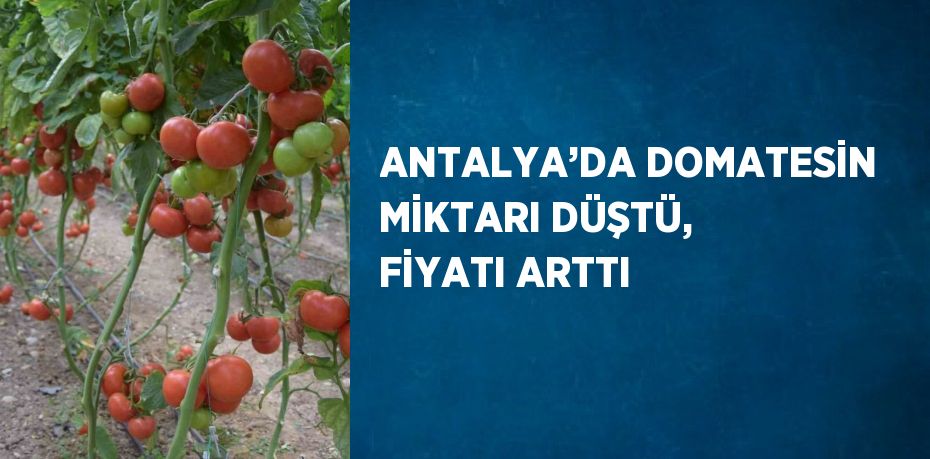 ANTALYA’DA DOMATESİN MİKTARI DÜŞTÜ, FİYATI ARTTI