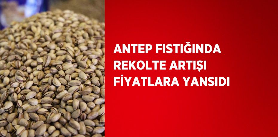 ANTEP FISTIĞINDA REKOLTE ARTIŞI FİYATLARA YANSIDI