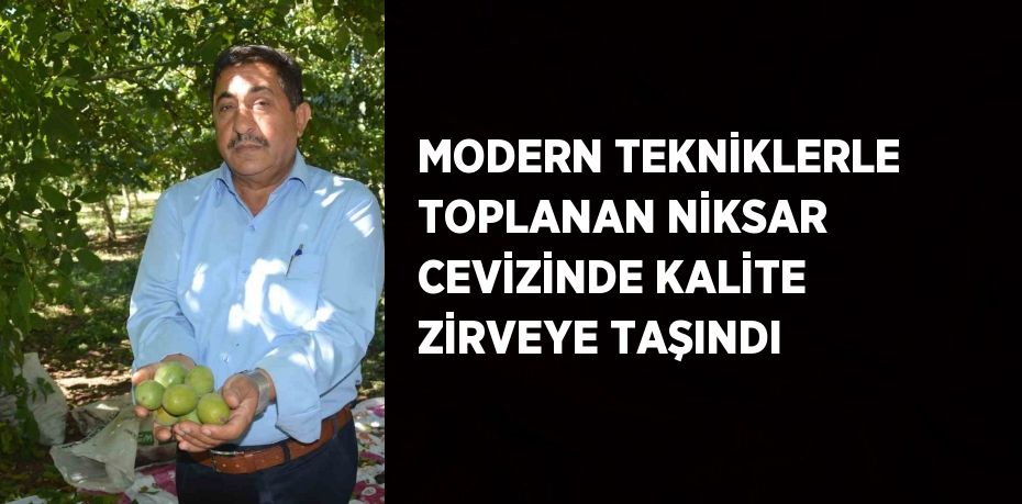 MODERN TEKNİKLERLE TOPLANAN NİKSAR CEVİZİNDE KALİTE ZİRVEYE TAŞINDI