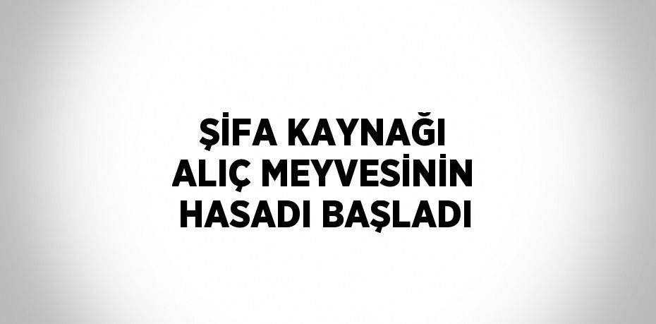 ŞİFA KAYNAĞI ALIÇ MEYVESİNİN HASADI BAŞLADI