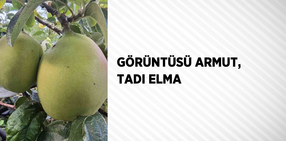 GÖRÜNTÜSÜ ARMUT, TADI ELMA