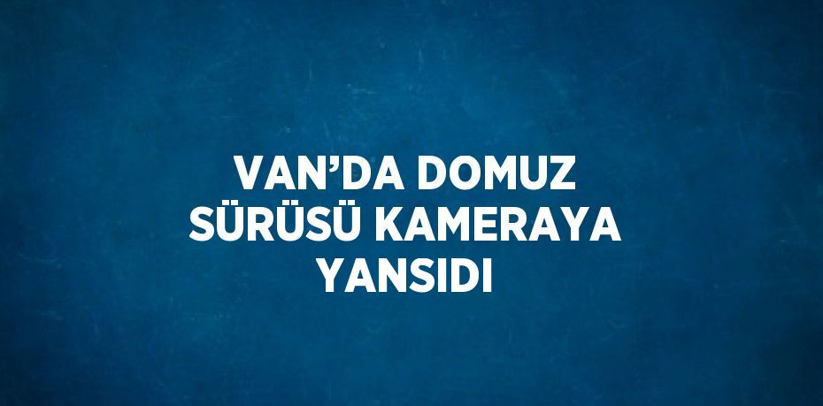 VAN’DA DOMUZ SÜRÜSÜ KAMERAYA YANSIDI