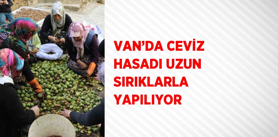 VAN’DA CEVİZ HASADI UZUN SIRIKLARLA YAPILIYOR