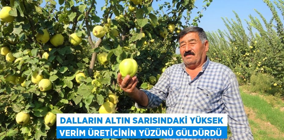 Dalların altın sarısındaki yüksek verim üreticinin yüzünü güldürdü