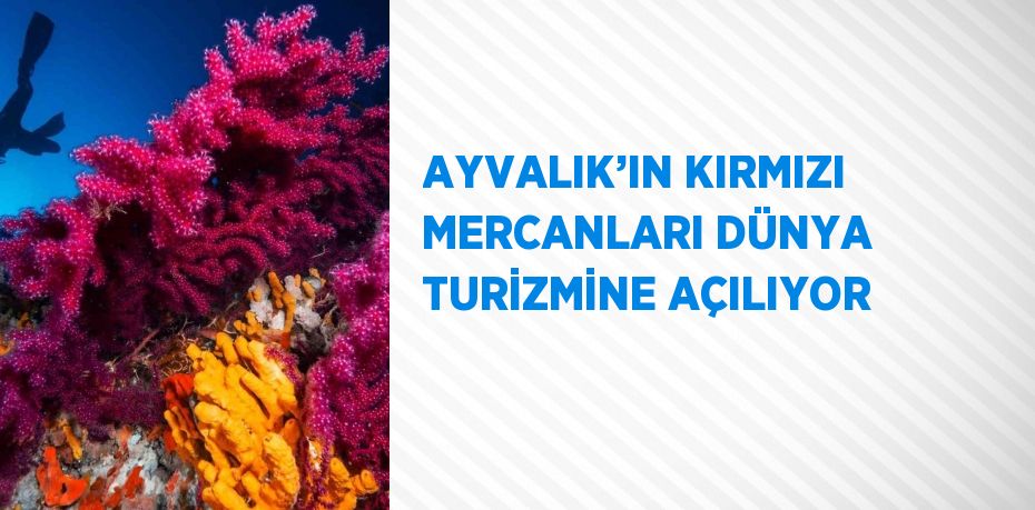 AYVALIK’IN KIRMIZI MERCANLARI DÜNYA TURİZMİNE AÇILIYOR