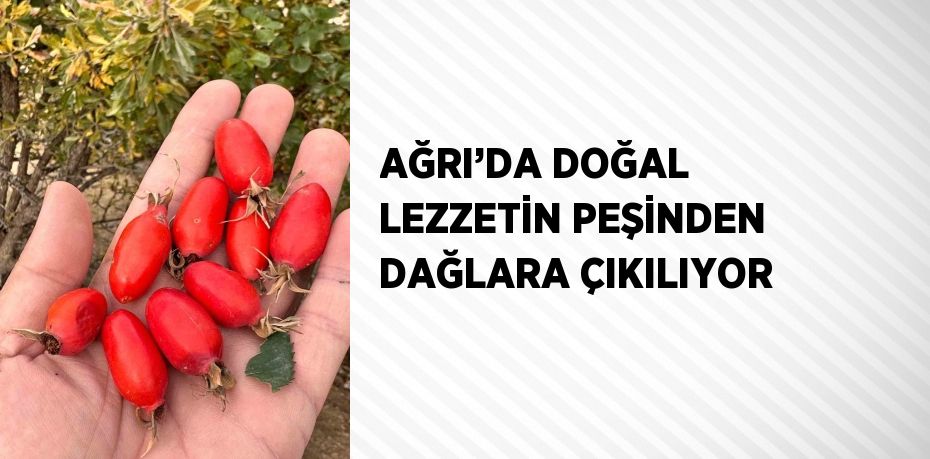 AĞRI’DA DOĞAL LEZZETİN PEŞİNDEN DAĞLARA ÇIKILIYOR