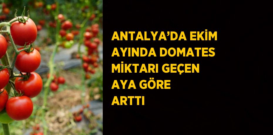 ANTALYA’DA EKİM AYINDA DOMATES MİKTARI GEÇEN AYA GÖRE ARTTI