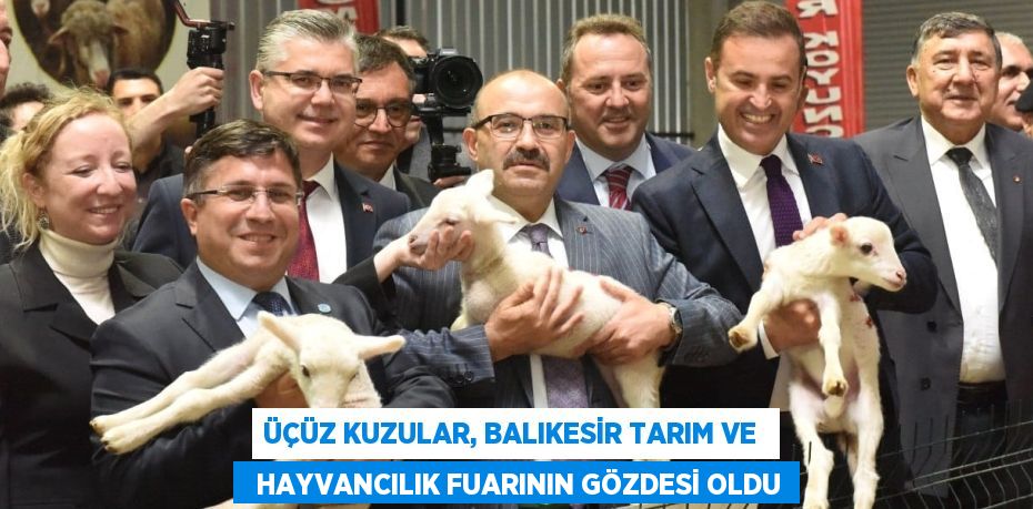 ÜÇÜZ KUZULAR, BALIKESİR TARIM VE    HAYVANCILIK FUARININ GÖZDESİ OLDU