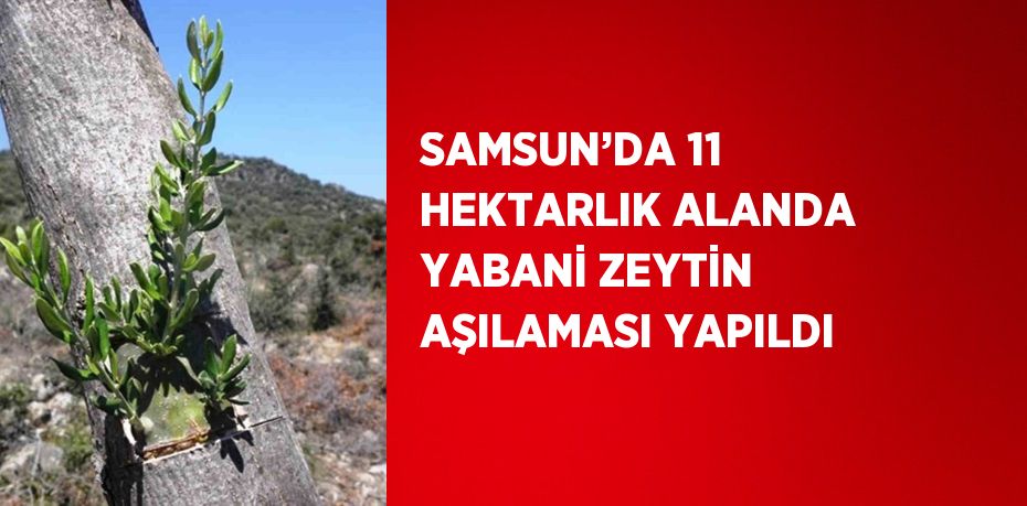 SAMSUN’DA 11 HEKTARLIK ALANDA YABANİ ZEYTİN AŞILAMASI YAPILDI