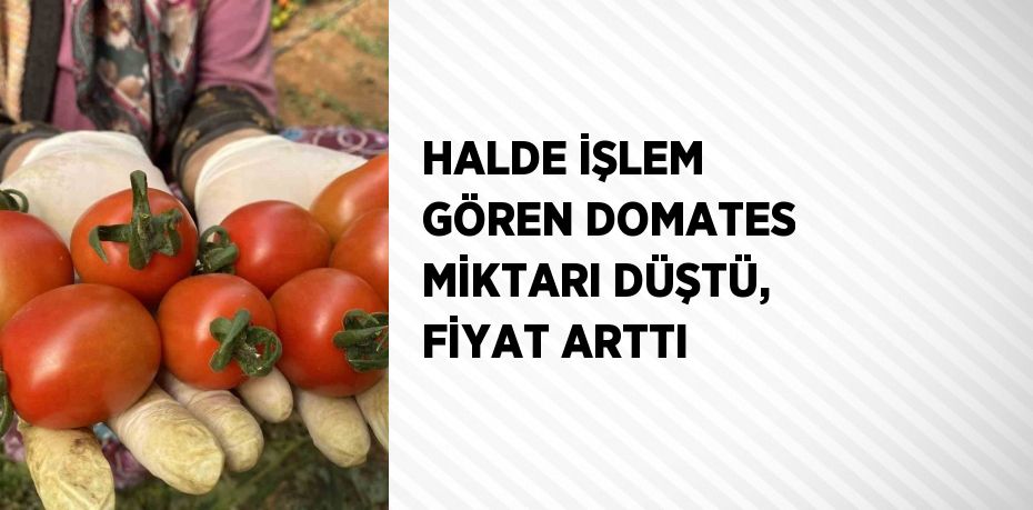 HALDE İŞLEM GÖREN DOMATES MİKTARI DÜŞTÜ, FİYAT ARTTI