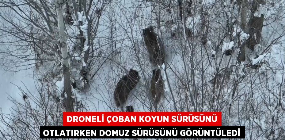 DRONELİ ÇOBAN KOYUN SÜRÜSÜNÜ OTLATIRKEN DOMUZ SÜRÜSÜNÜ GÖRÜNTÜLEDİ