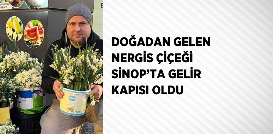 DOĞADAN GELEN NERGİS ÇİÇEĞİ SİNOP’TA GELİR KAPISI OLDU