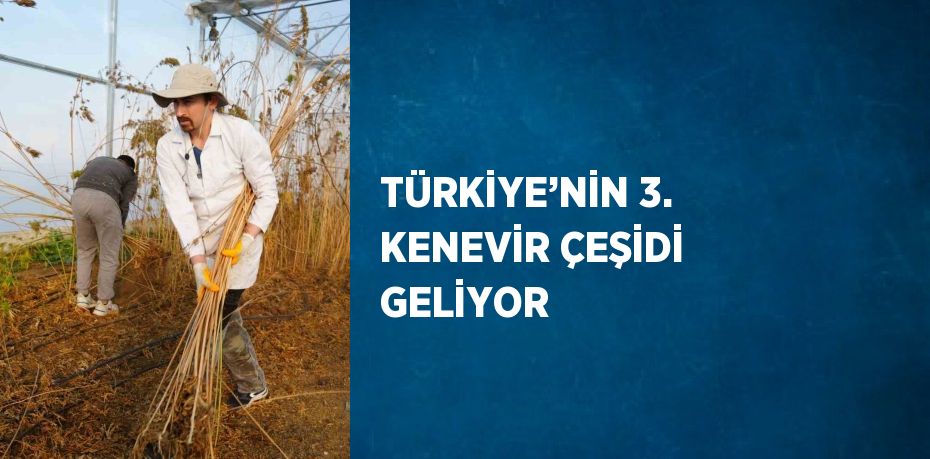 TÜRKİYE’NİN 3. KENEVİR ÇEŞİDİ GELİYOR