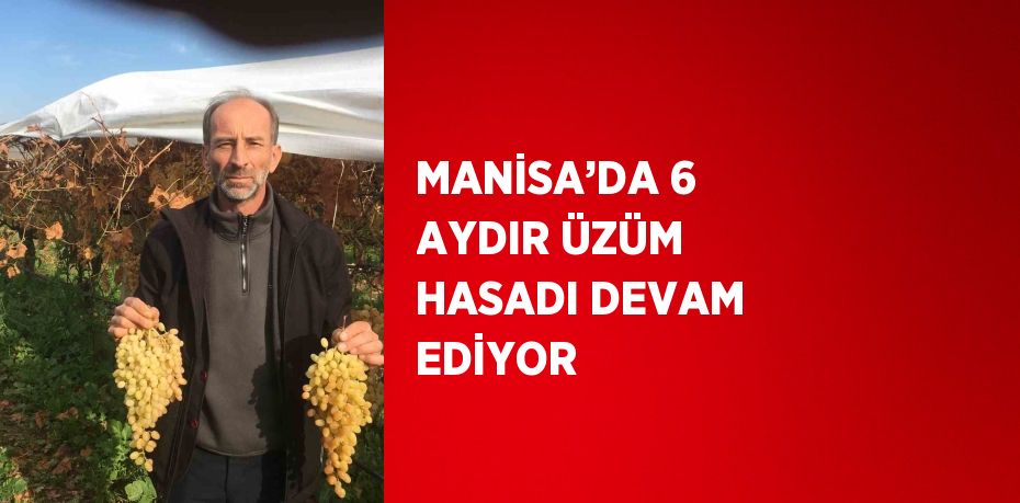 MANİSA’DA 6 AYDIR ÜZÜM HASADI DEVAM EDİYOR