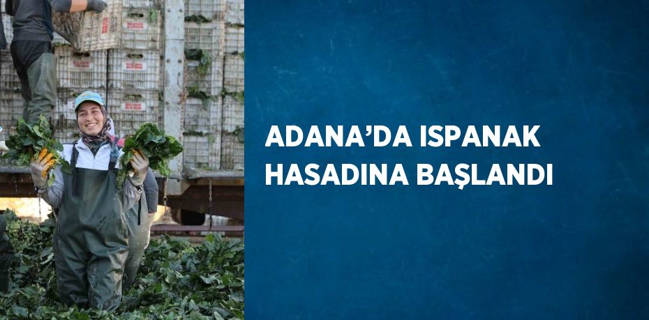 ADANA’DA ISPANAK HASADINA BAŞLANDI