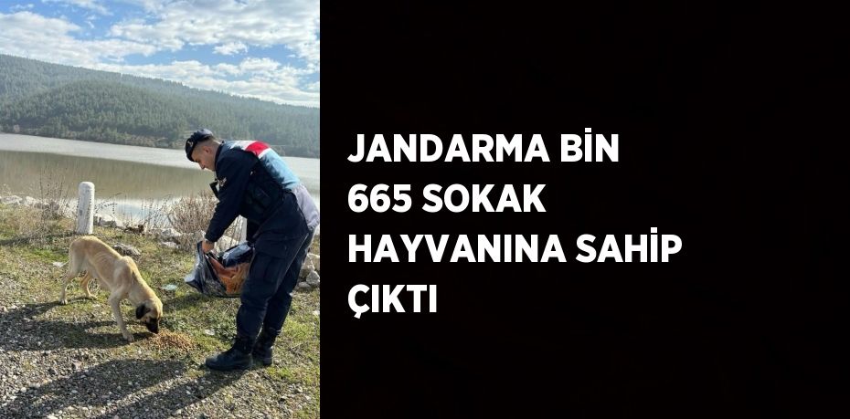 JANDARMA BİN 665 SOKAK HAYVANINA SAHİP ÇIKTI