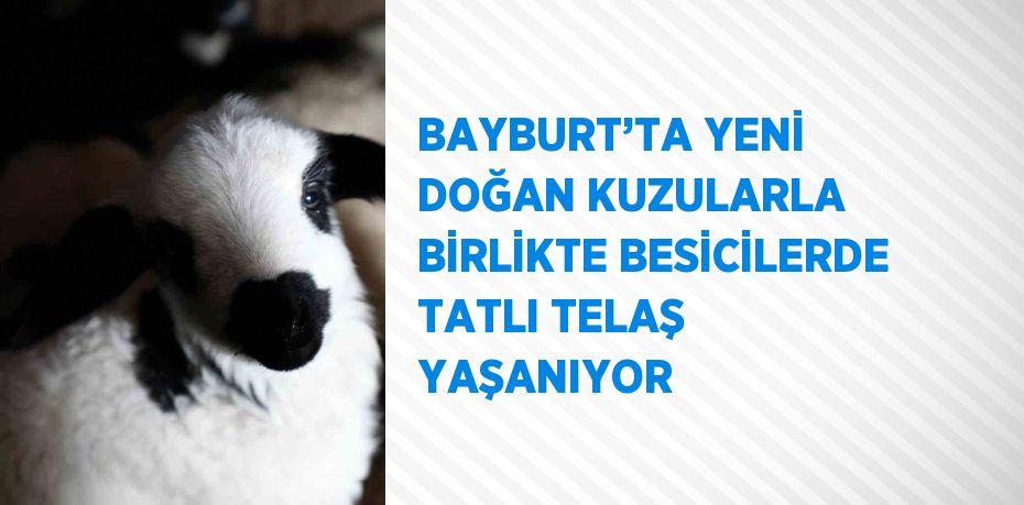 BAYBURT’TA YENİ DOĞAN KUZULARLA BİRLİKTE BESİCİLERDE TATLI TELAŞ YAŞANIYOR