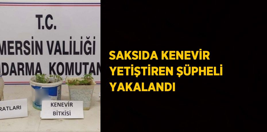 SAKSIDA KENEVİR YETİŞTİREN ŞÜPHELİ YAKALANDI