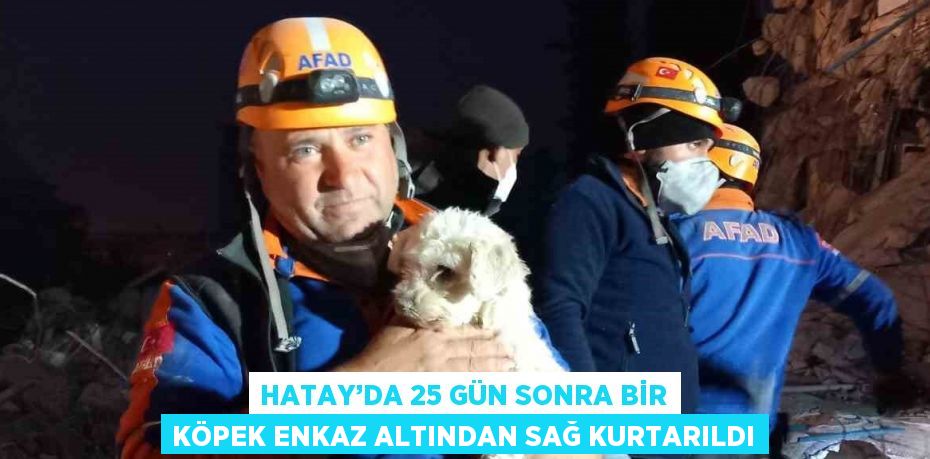 HATAY’DA 25 GÜN SONRA BİR KÖPEK ENKAZ ALTINDAN SAĞ KURTARILDI