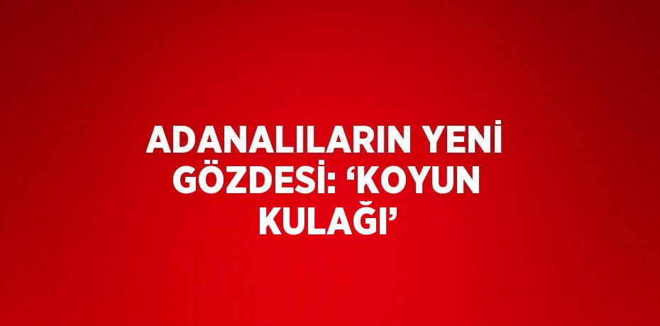 ADANALILARIN YENİ GÖZDESİ: ‘KOYUN KULAĞI’