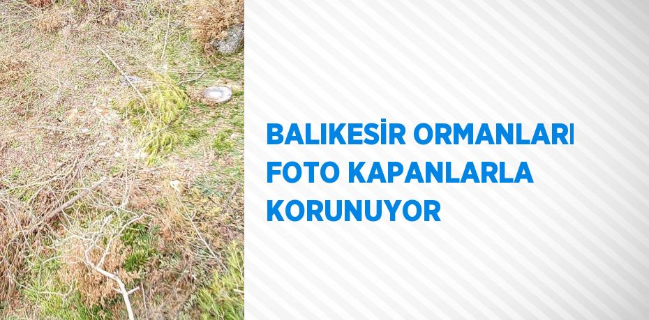 BALIKESİR ORMANLARI FOTO KAPANLARLA KORUNUYOR