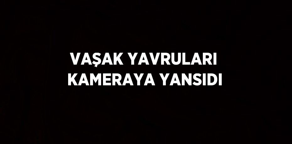 VAŞAK YAVRULARI KAMERAYA YANSIDI