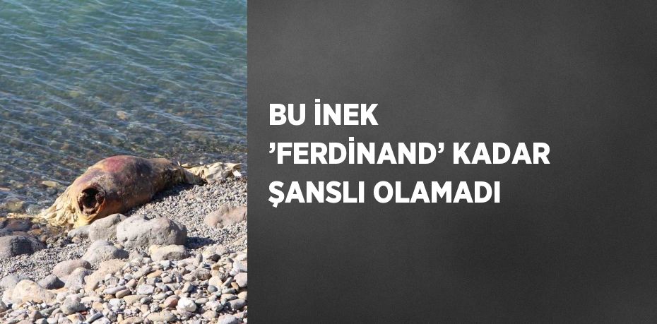 BU İNEK ’FERDİNAND’ KADAR ŞANSLI OLAMADI