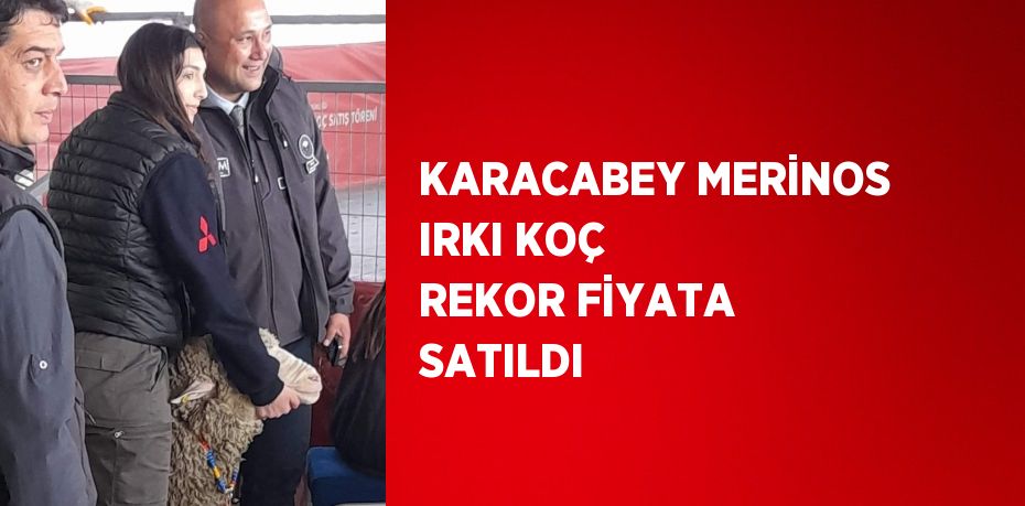 KARACABEY MERİNOS IRKI KOÇ REKOR FİYATA SATILDI