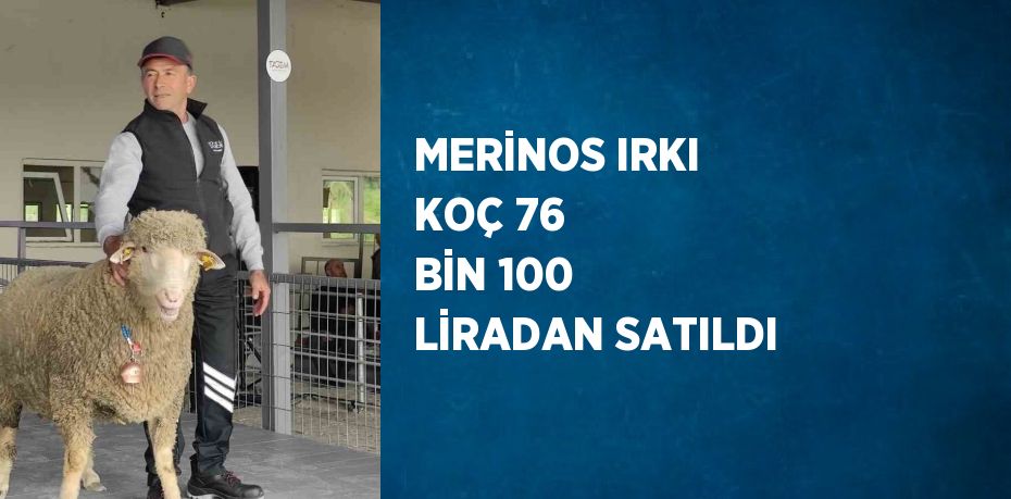 MERİNOS IRKI KOÇ 76 BİN 100 LİRADAN SATILDI