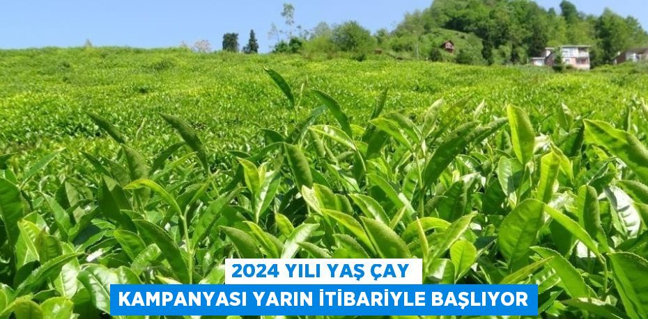 2024 YILI YAŞ ÇAY KAMPANYASI YARIN İTİBARİYLE BAŞLIYOR