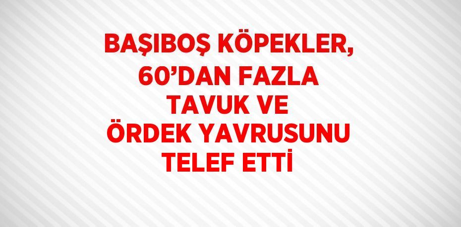 BAŞIBOŞ KÖPEKLER, 60’DAN FAZLA TAVUK VE ÖRDEK YAVRUSUNU TELEF ETTİ