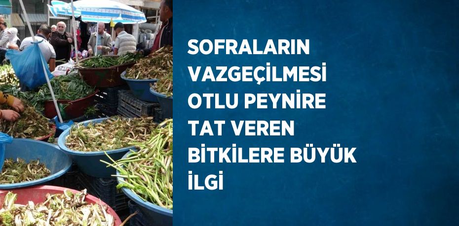 SOFRALARIN VAZGEÇİLMESİ OTLU PEYNİRE TAT VEREN BİTKİLERE BÜYÜK İLGİ