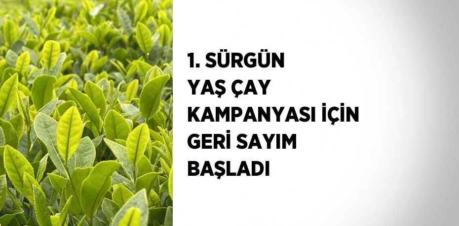 1. SÜRGÜN YAŞ ÇAY KAMPANYASI İÇİN GERİ SAYIM BAŞLADI