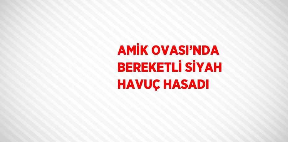 AMİK OVASI’NDA BEREKETLİ SİYAH HAVUÇ HASADI