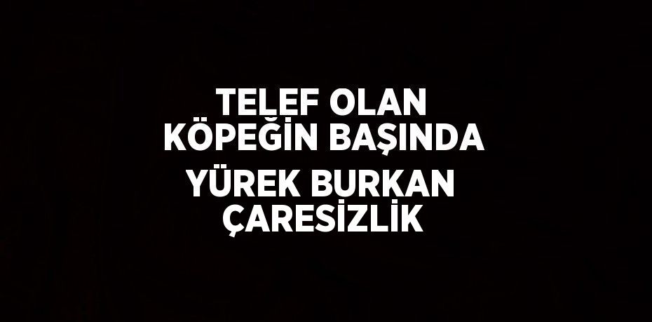 TELEF OLAN KÖPEĞİN BAŞINDA YÜREK BURKAN ÇARESİZLİK