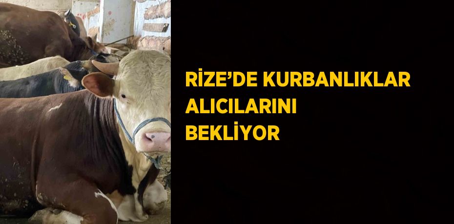 RİZE’DE KURBANLIKLAR ALICILARINI BEKLİYOR