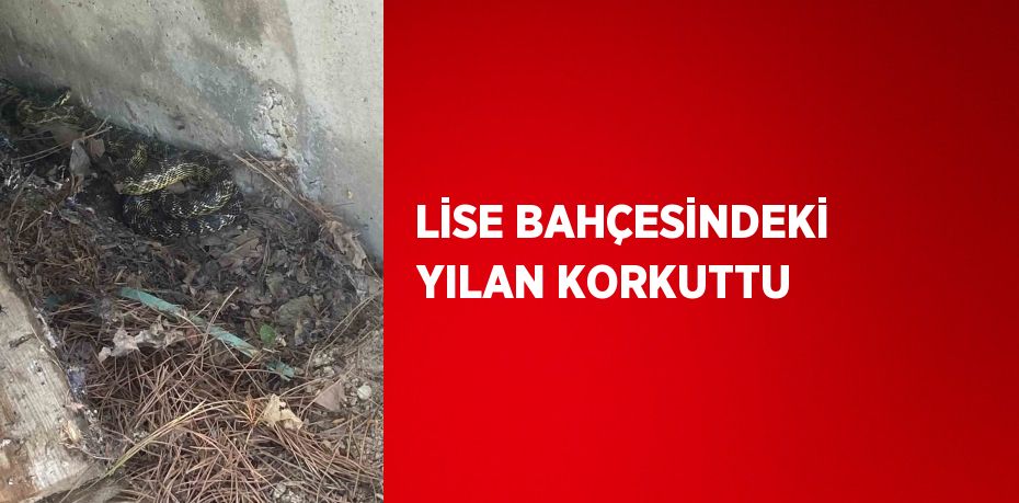 LİSE BAHÇESİNDEKİ YILAN KORKUTTU