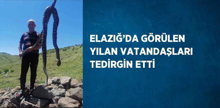 ELAZIĞ’DA GÖRÜLEN YILAN VATANDAŞLARI TEDİRGİN ETTİ