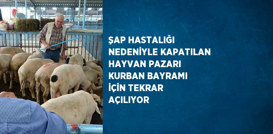 ŞAP HASTALIĞI NEDENİYLE KAPATILAN HAYVAN PAZARI KURBAN BAYRAMI İÇİN TEKRAR AÇILIYOR