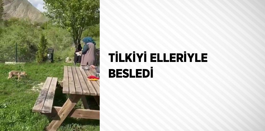 TİLKİYİ ELLERİYLE BESLEDİ