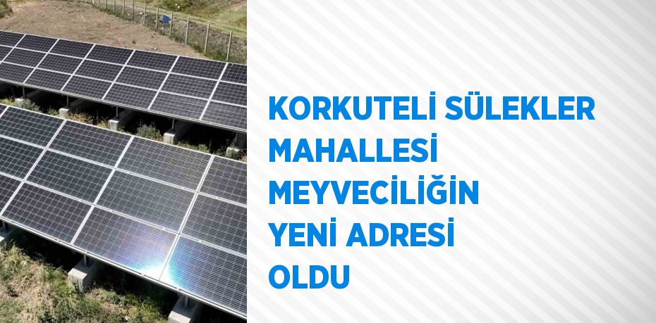 KORKUTELİ SÜLEKLER MAHALLESİ MEYVECİLİĞİN YENİ ADRESİ OLDU