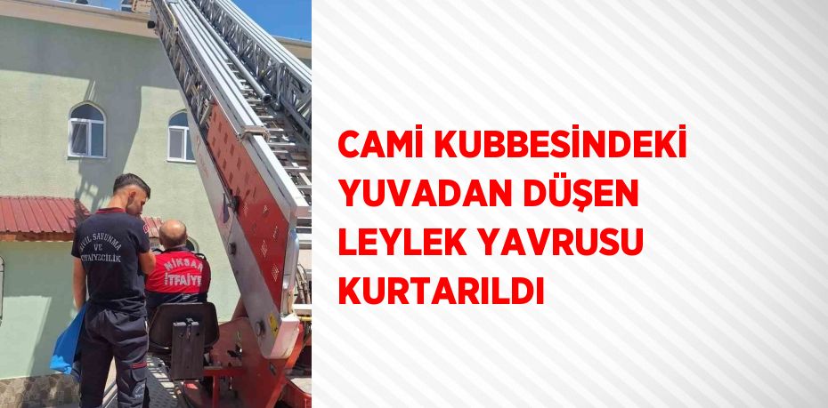 CAMİ KUBBESİNDEKİ YUVADAN DÜŞEN LEYLEK YAVRUSU KURTARILDI