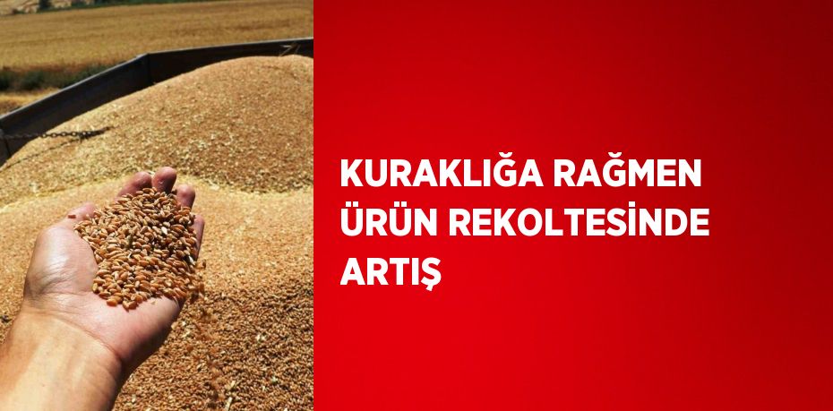 KURAKLIĞA RAĞMEN ÜRÜN REKOLTESİNDE ARTIŞ